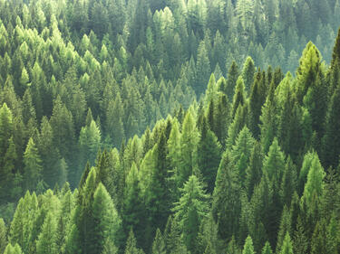 Green Trees in Forest