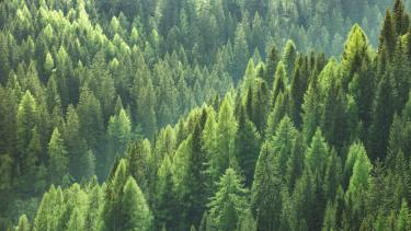 Green Trees in Forest