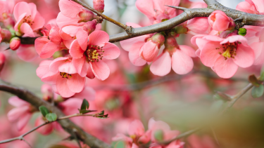Cherry Blossoms Cherry Blossoms