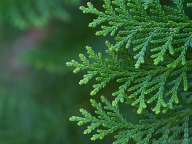 Red Cedar